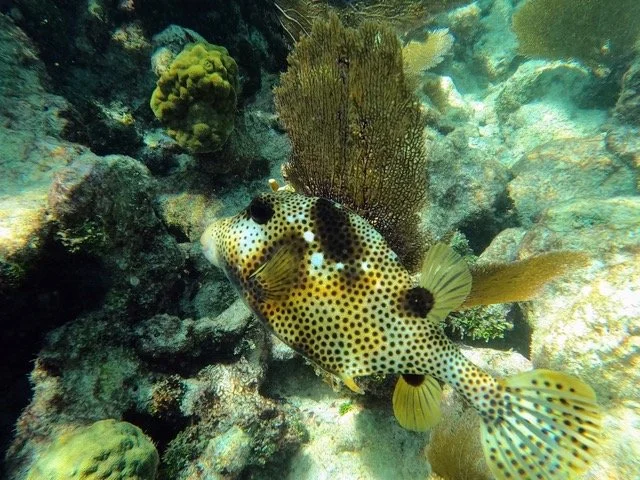 miami sailing and snorkeling Medium.jpeg