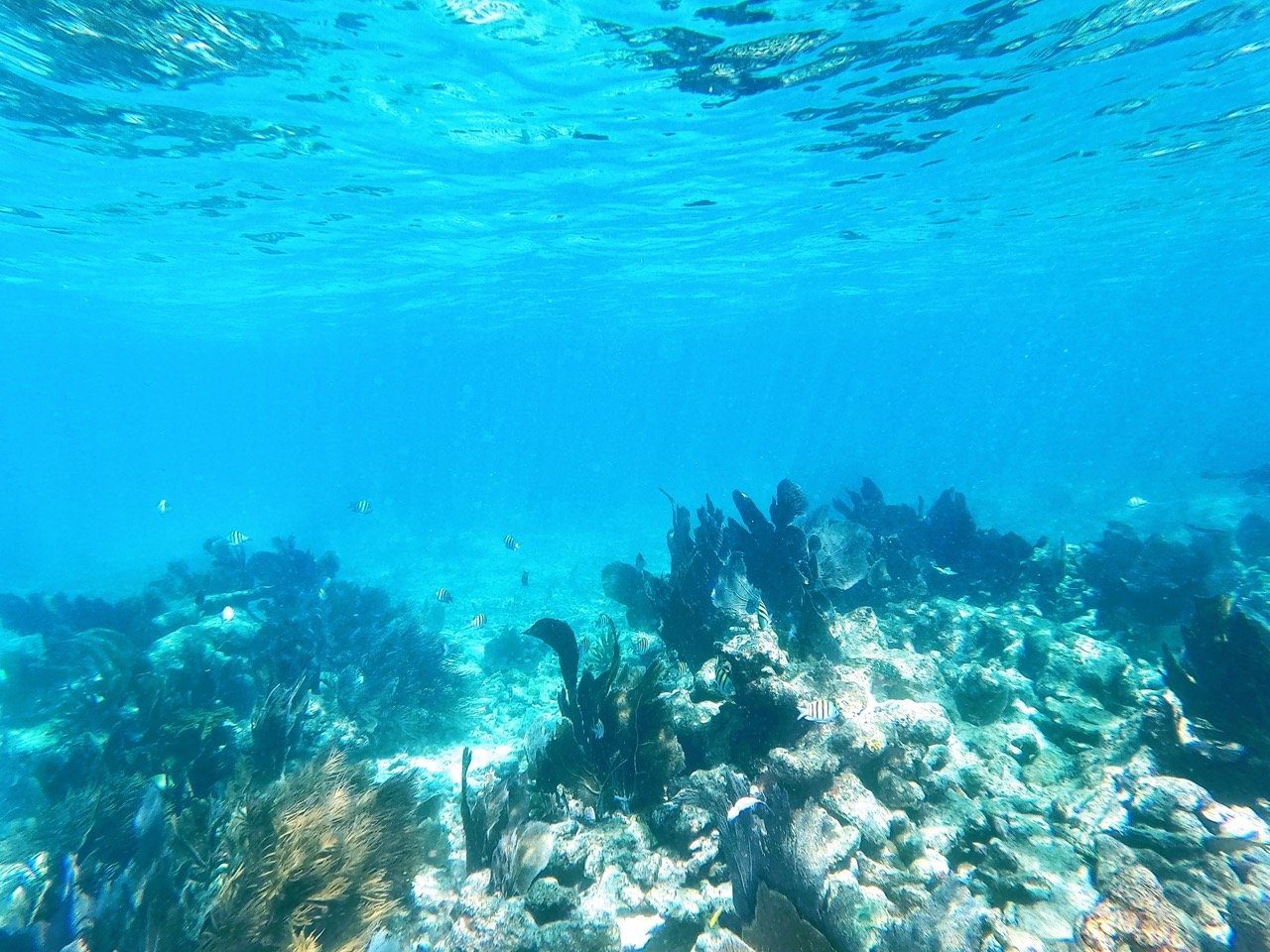 miami snorkeling yatch rental.jpeg
