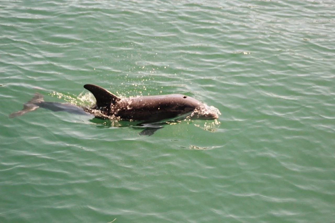 Destino Charters Miami Swimming with dolphins.jpeg