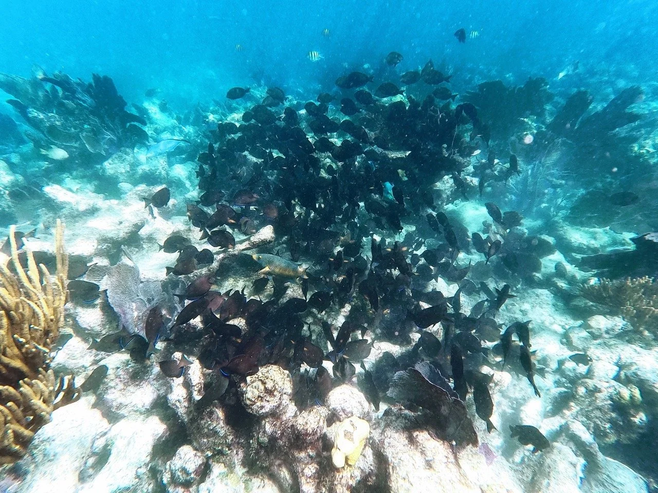 Destino Charters Miami Snorkeling reefs.jpeg