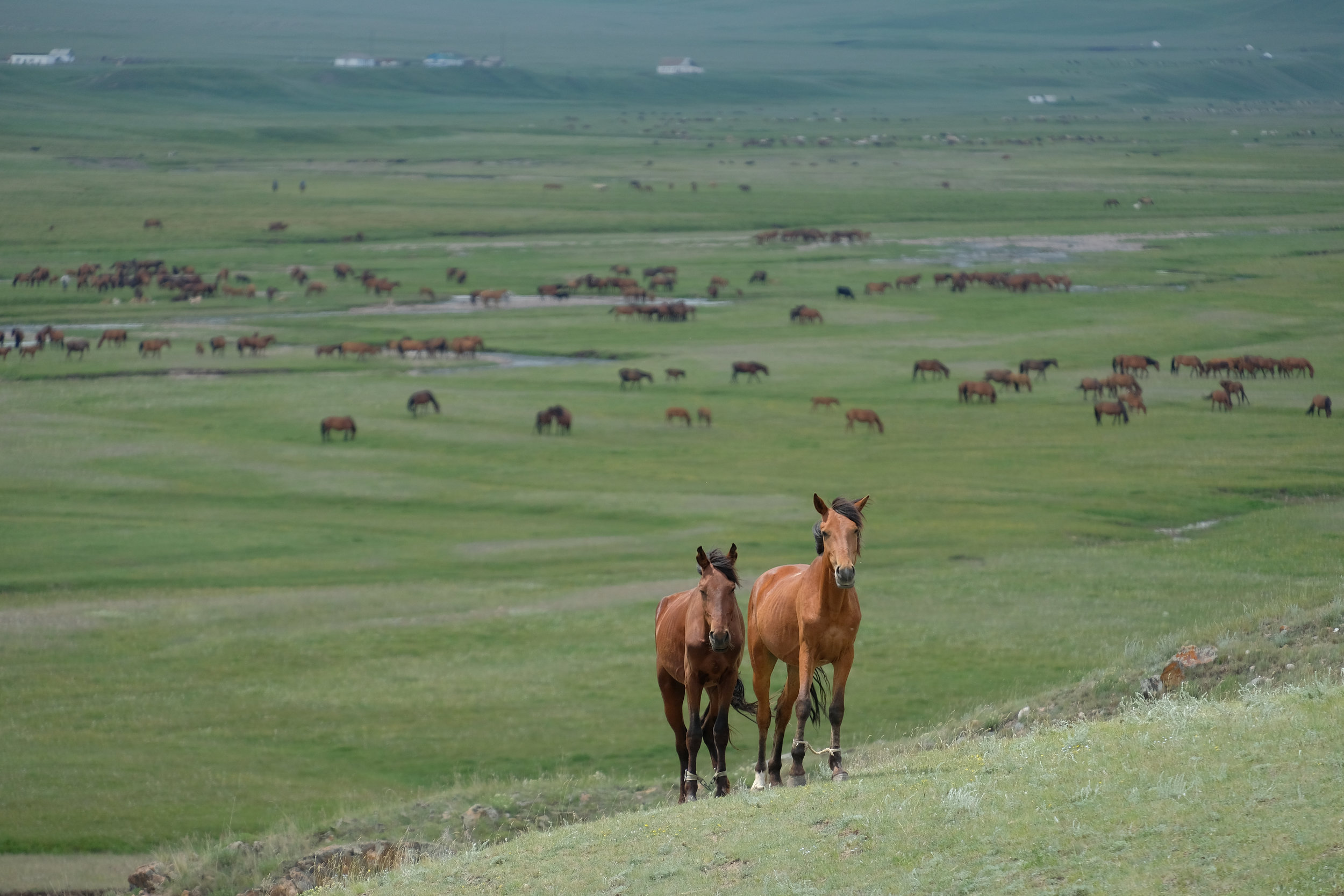 kazakh-corner-route-5232_34670791113_o.jpg