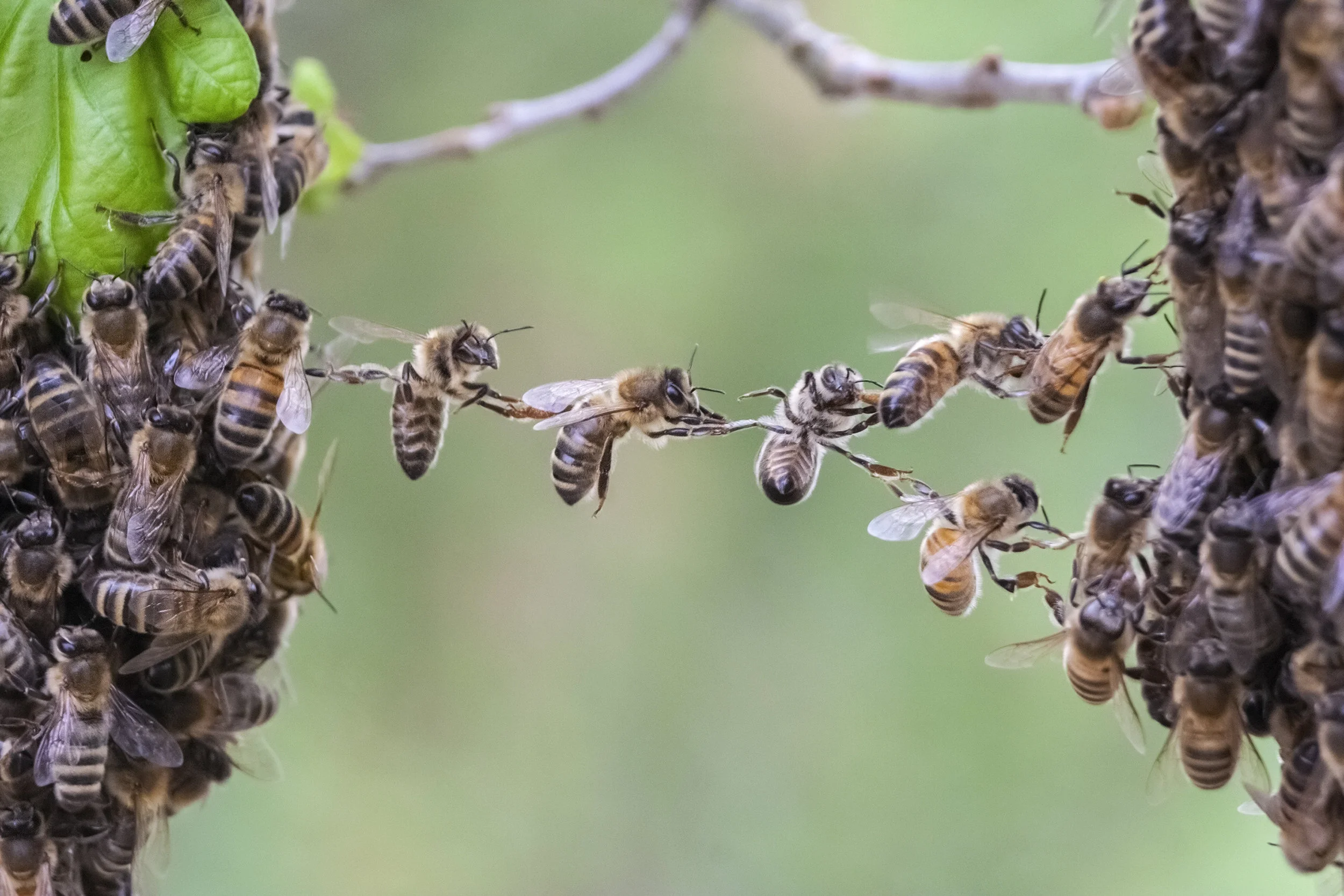 bees 001.jpeg