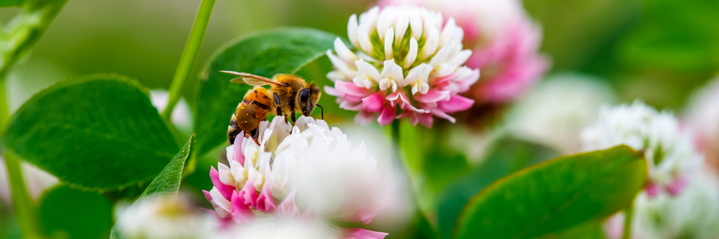 bee 003.jpeg