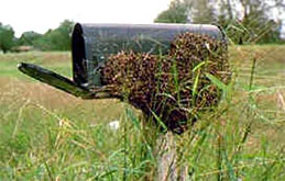 honey-bee-swarm-resting-on-mailbox.jpg