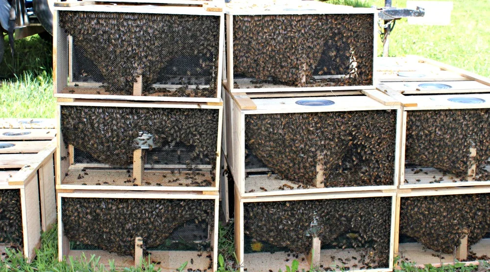Packages of bees waiting for a new home