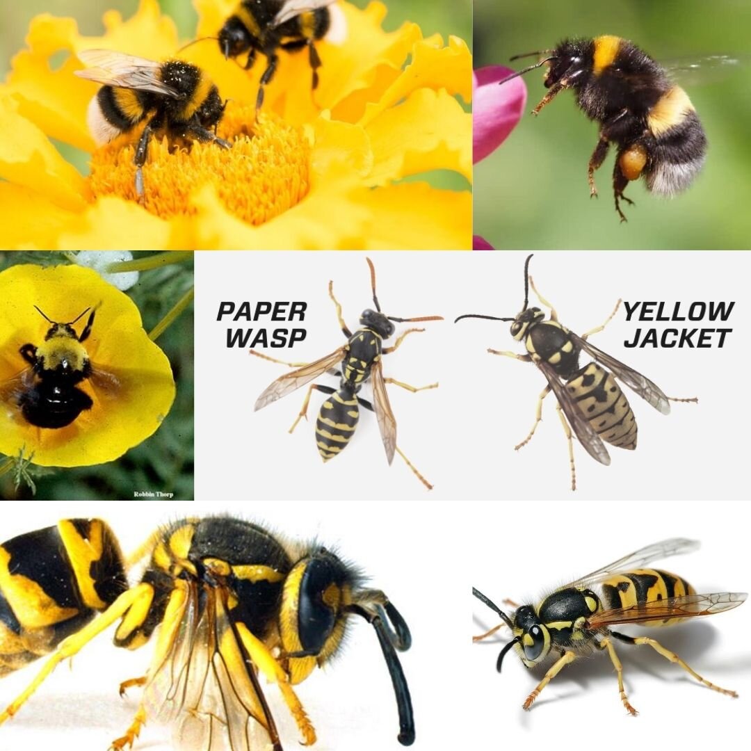 Types of Bees in New Jersey  How to prevent bees from becoming a nuisance