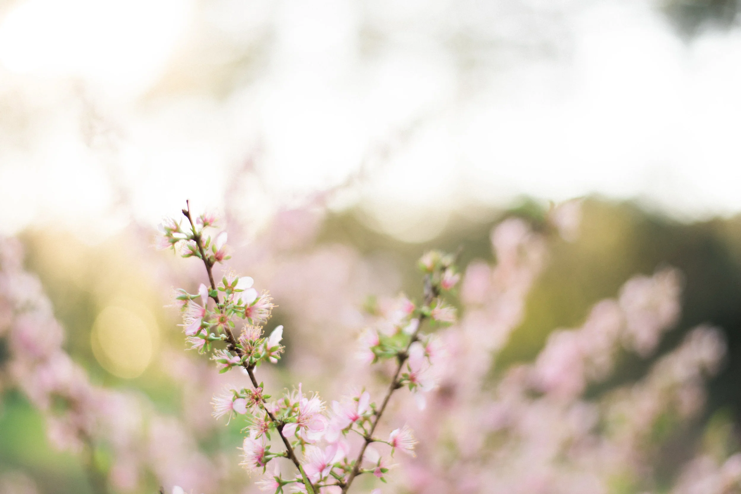 Radian Photography