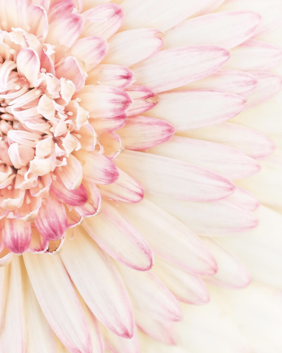 Of Light & Wildflowers