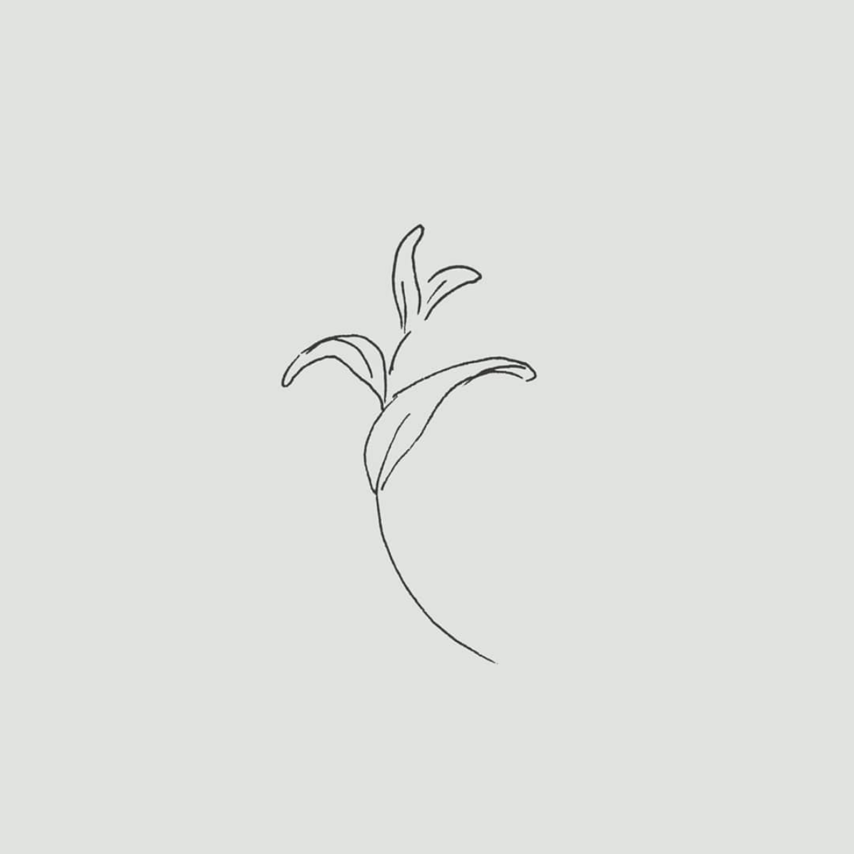 Truffle Pine