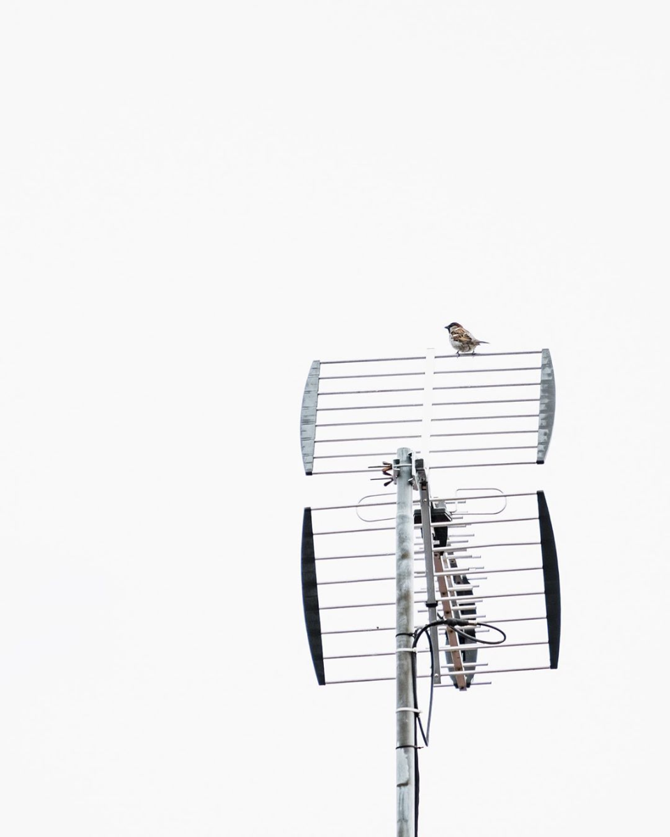 Whitespace Magazine Spring Exhibit 2019_119.png