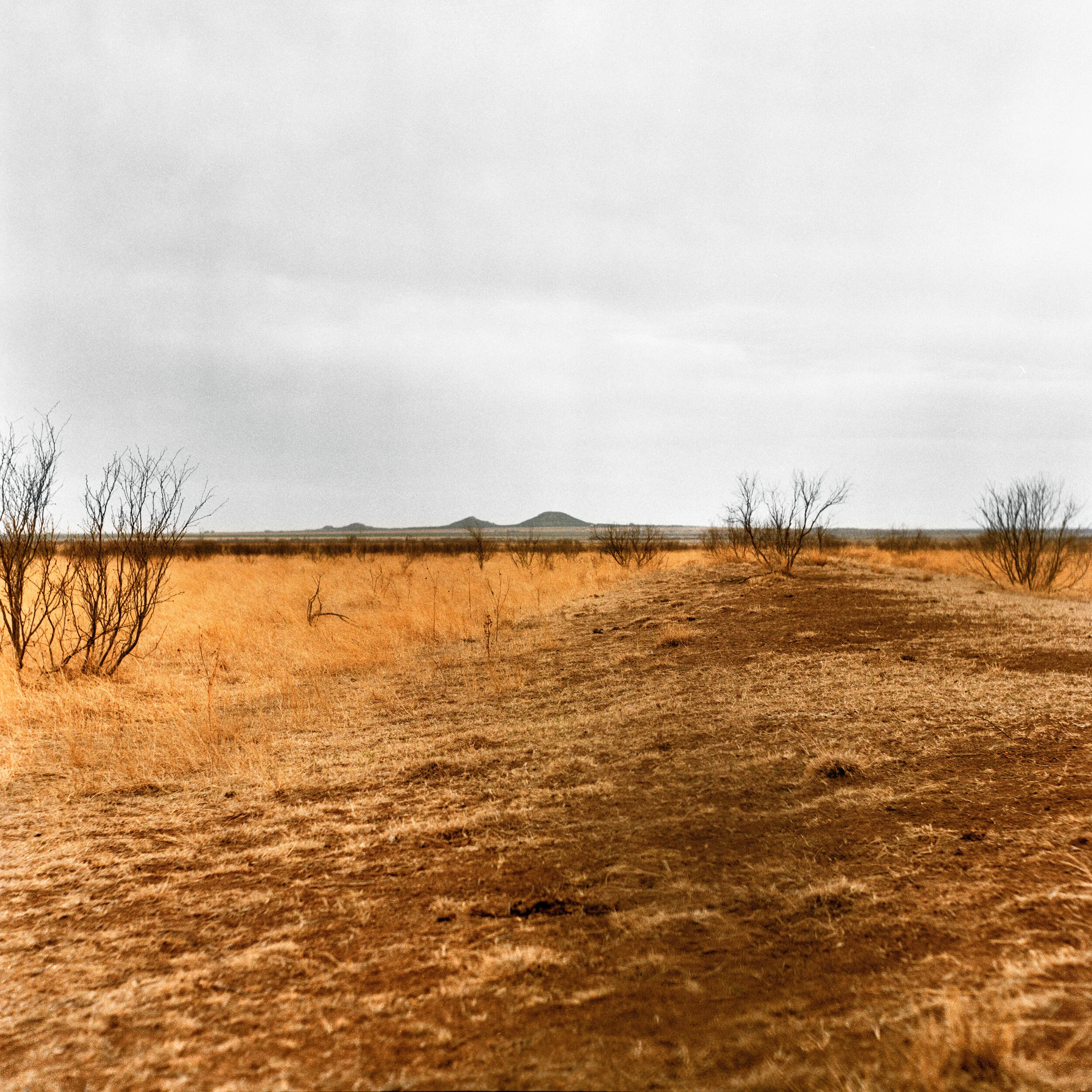 Withered Final Scan 10-1-18_1 FOR PRINT.jpg