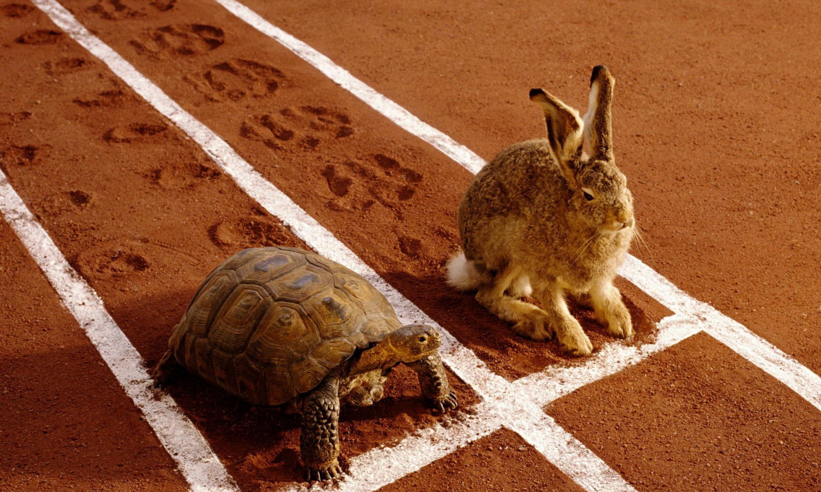 Tortoise and Hair.jpeg
