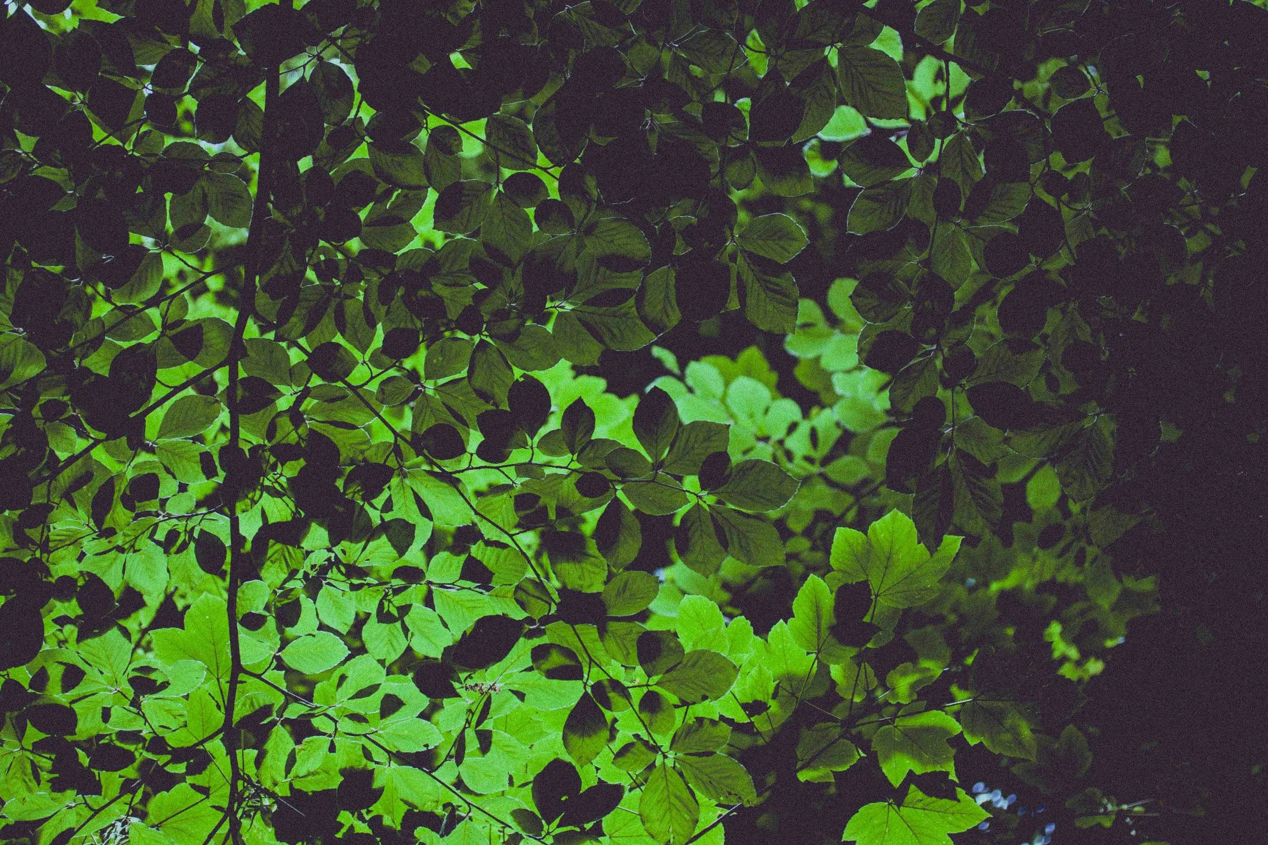 Greenery_Small.jpg