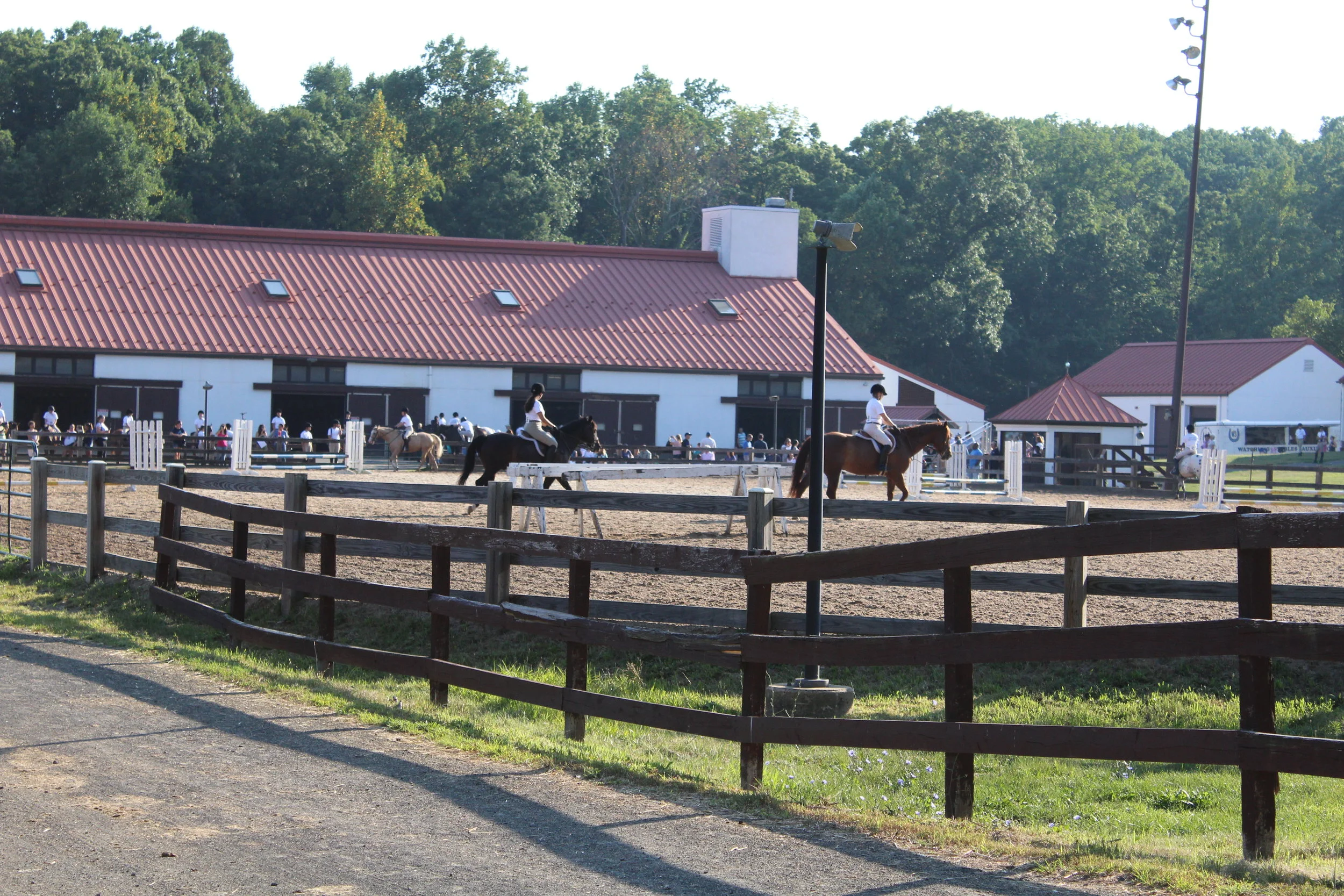"Megan, we have to see the horses!"