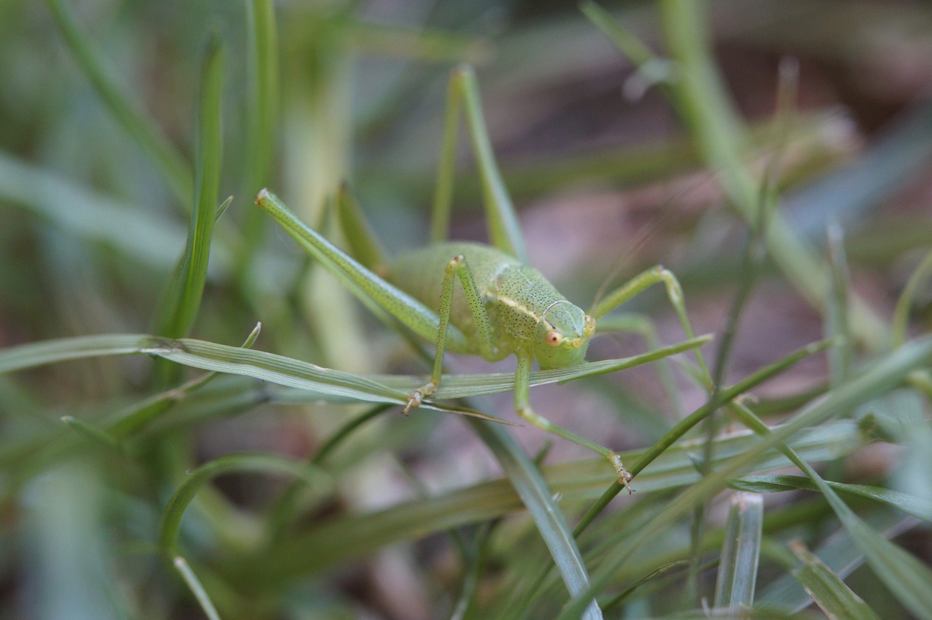 grasshopper-3507832_1920.jpg