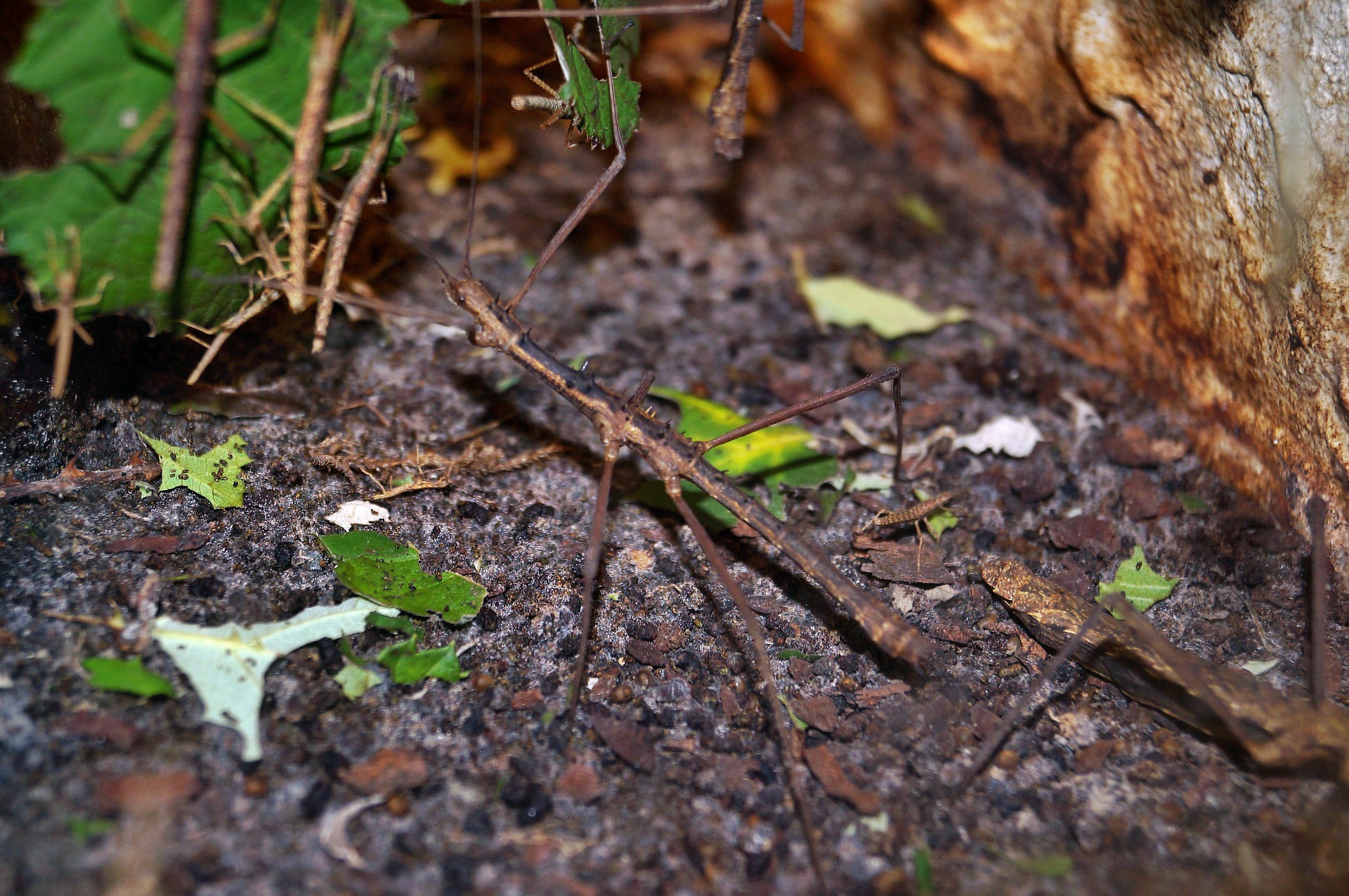 stick-insect-336361_1920.jpg