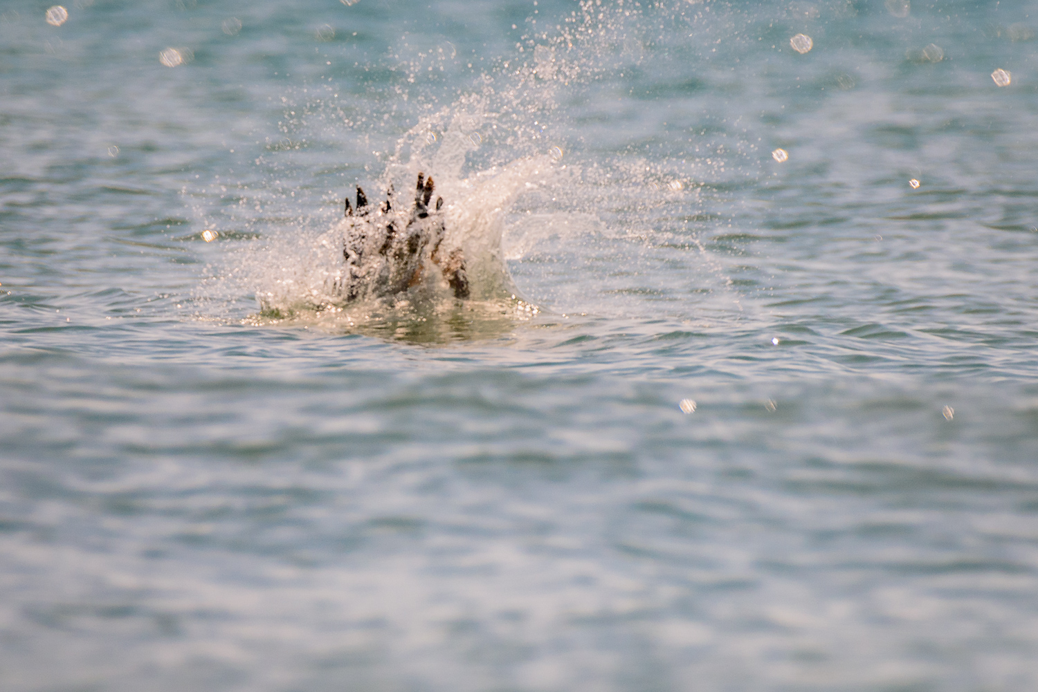 Pelican Dive #3