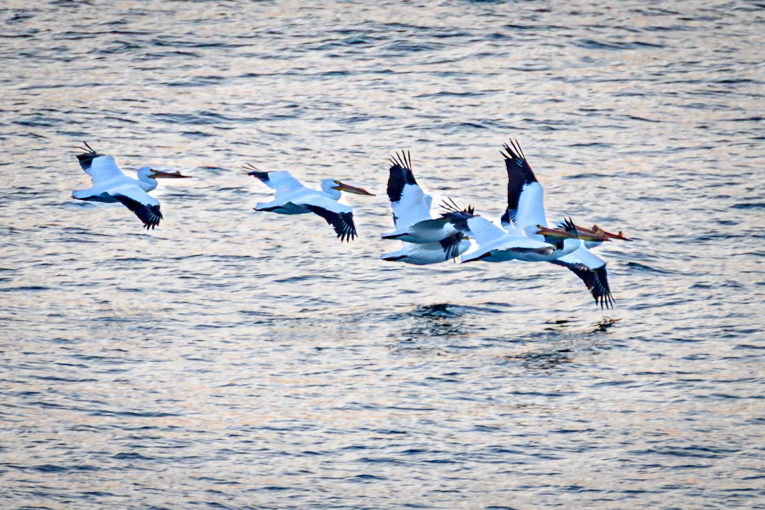 PelicansLakeMichigan_2024-05-05_18-45-39_WRW_2299_©Rafi WIlkinson2023-Enhanced-NR.jpg