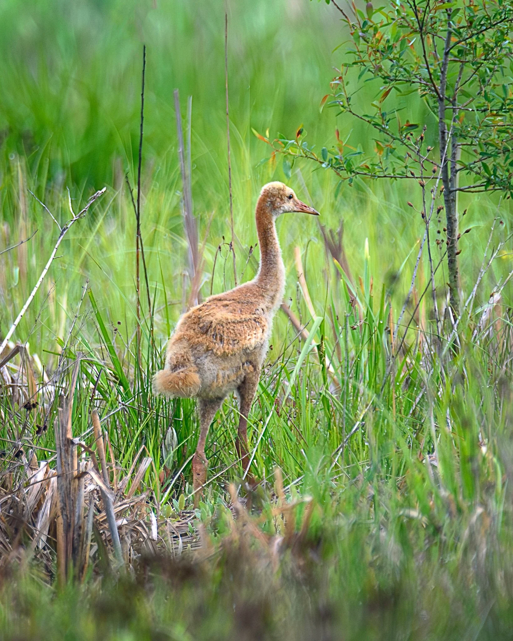 SandhillCranesGreatMarsh_2025-05-29_05-54-11_WRW_3920_©Rafi Wilkinson2025.jpg