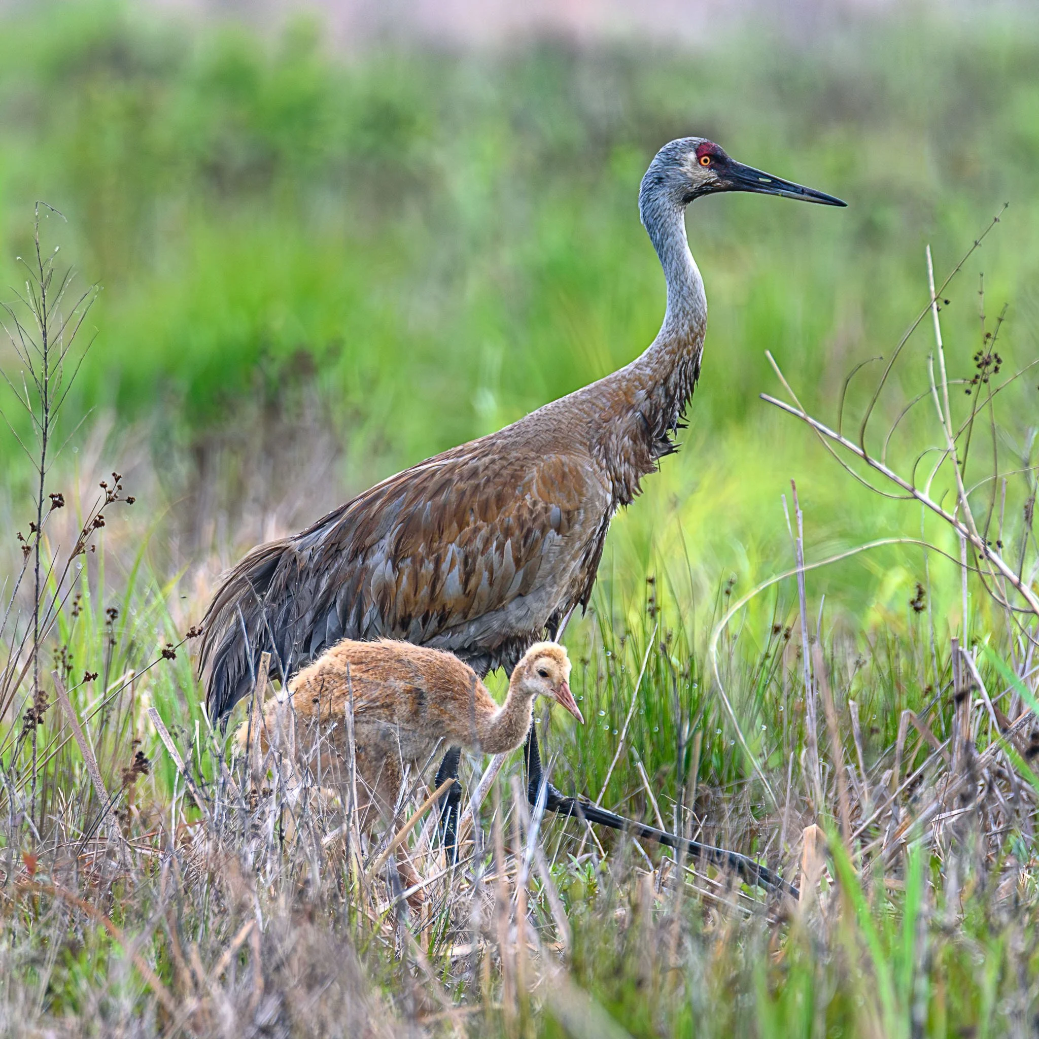 SandhillCranesGreatMarsh_2025-05-29_06-01-32_WRW_3979_©Rafi Wilkinson2025.jpg