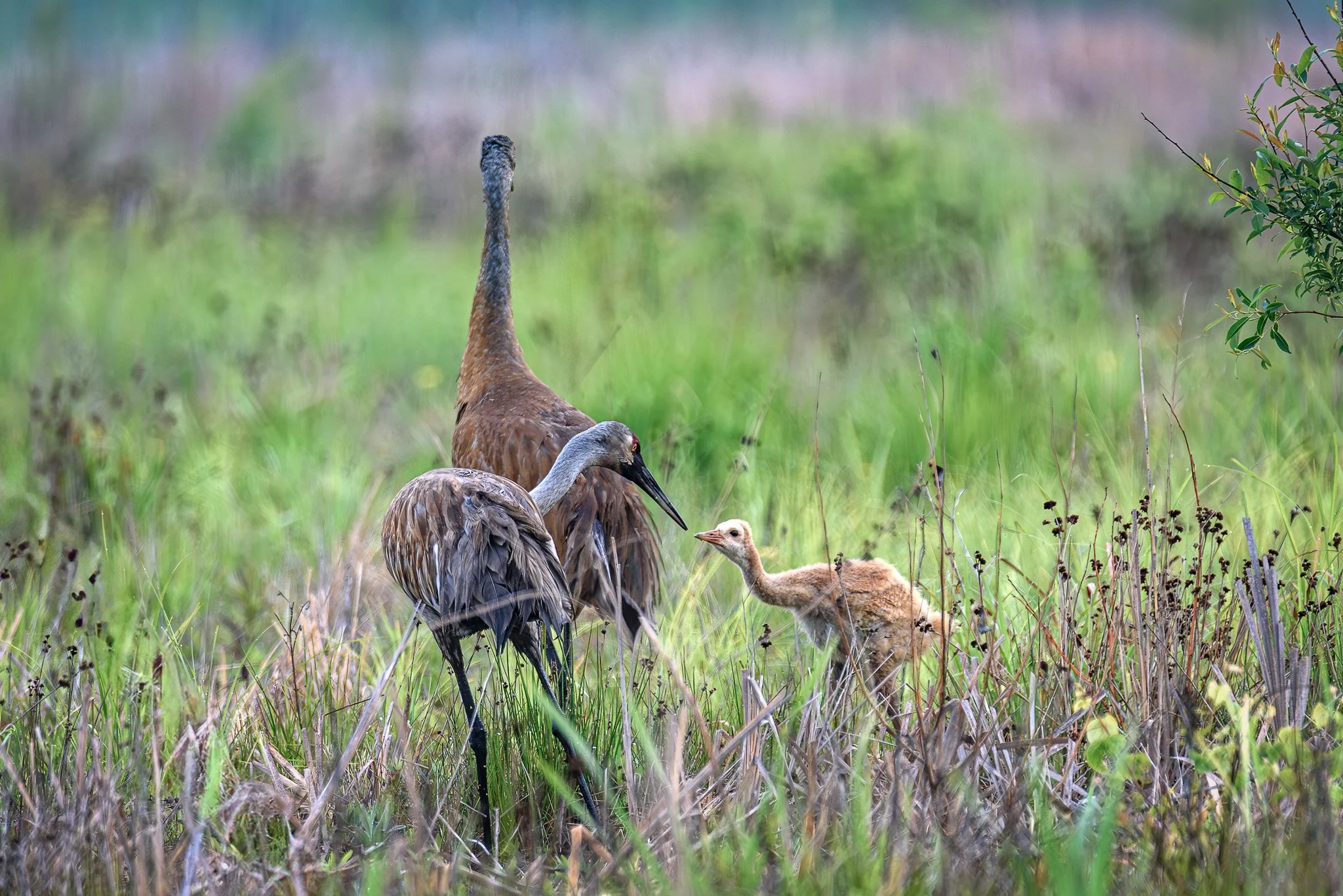 SandhillCranesGreatMarsh_2025-05-29_06-03-08_WRW_4016_©Rafi Wilkinson2025-Enhanced-NR.jpg