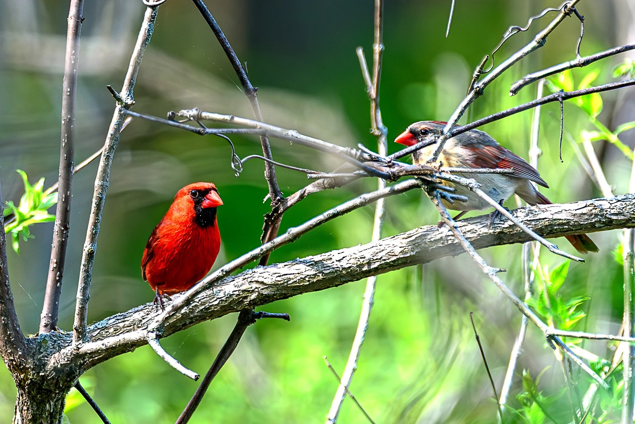 StateParkBirding_2025-05-17_14-55-16_WRW_3780_©Rafi Wilkinson2025-Enhanced-NR.jpg