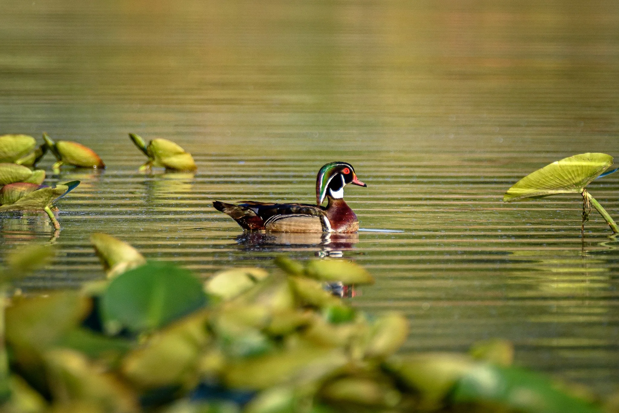 WoodDucks_2025-05-12_05-30-59_WRW_3645_©Rafi Wilkinson2025.jpg