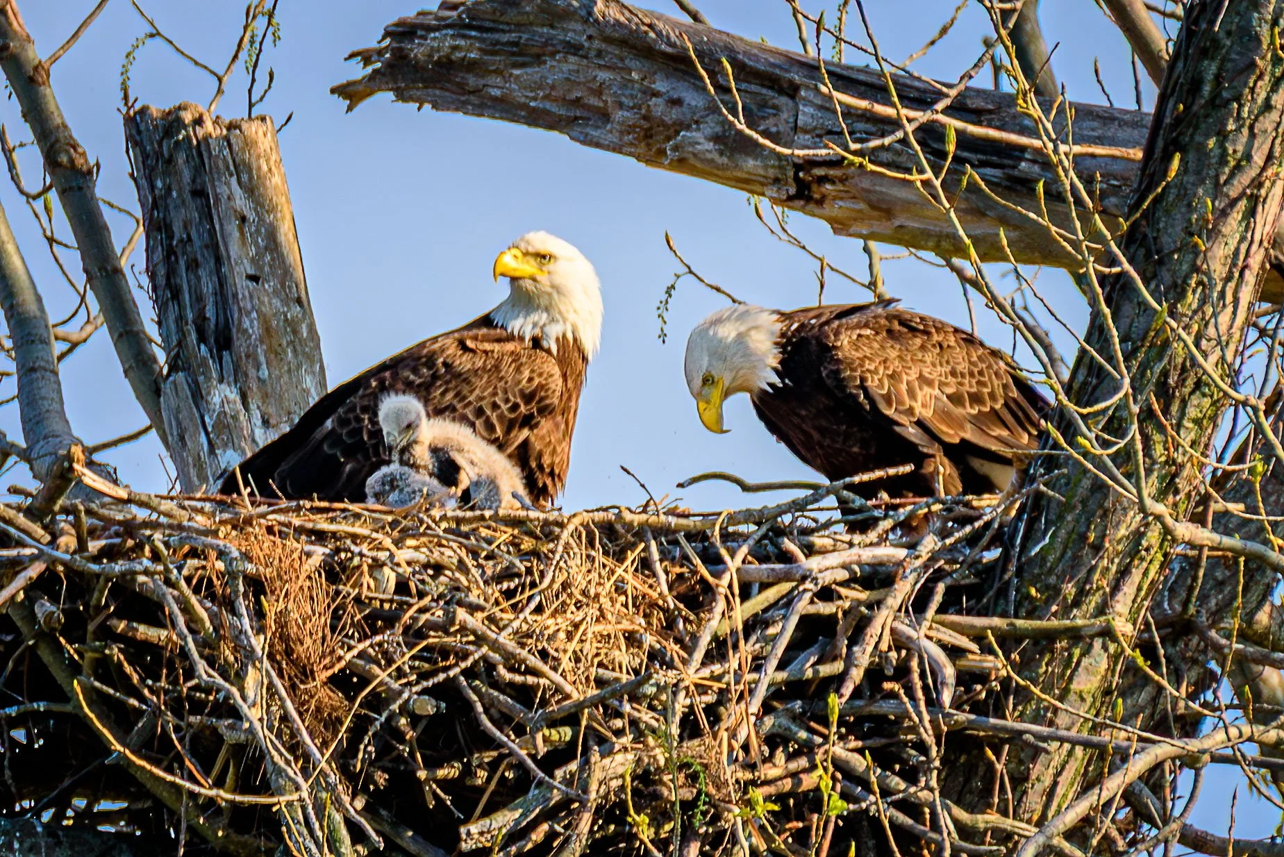 BaldEagles_2026-05-08_15-55-48_WRW_5320_©Rafi Wilkinson2025.jpg
