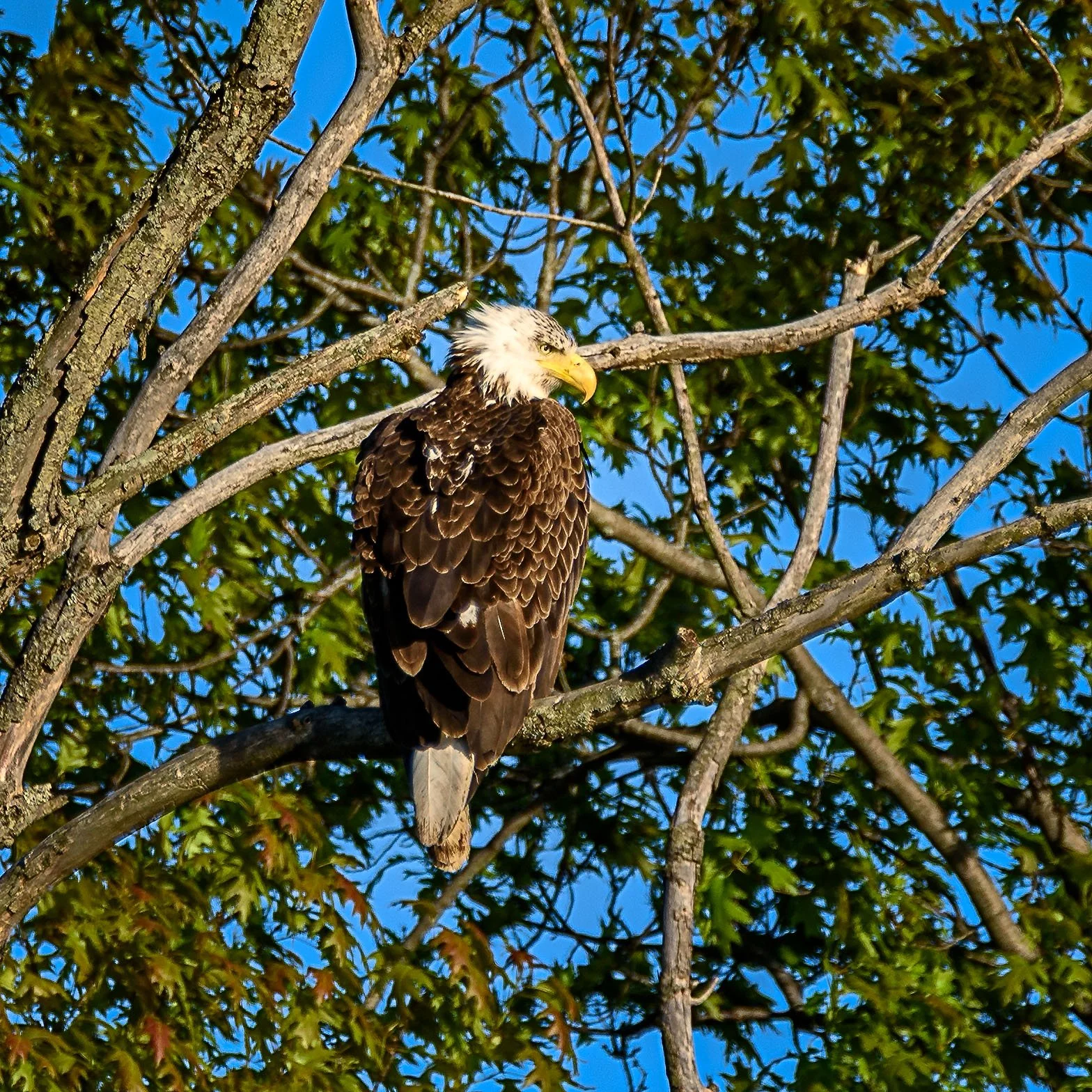 BaldEaglesGreatMarsh_2025-05-23_17-38-13_WRW_3863_©Rafi Wilkinson2025.jpg