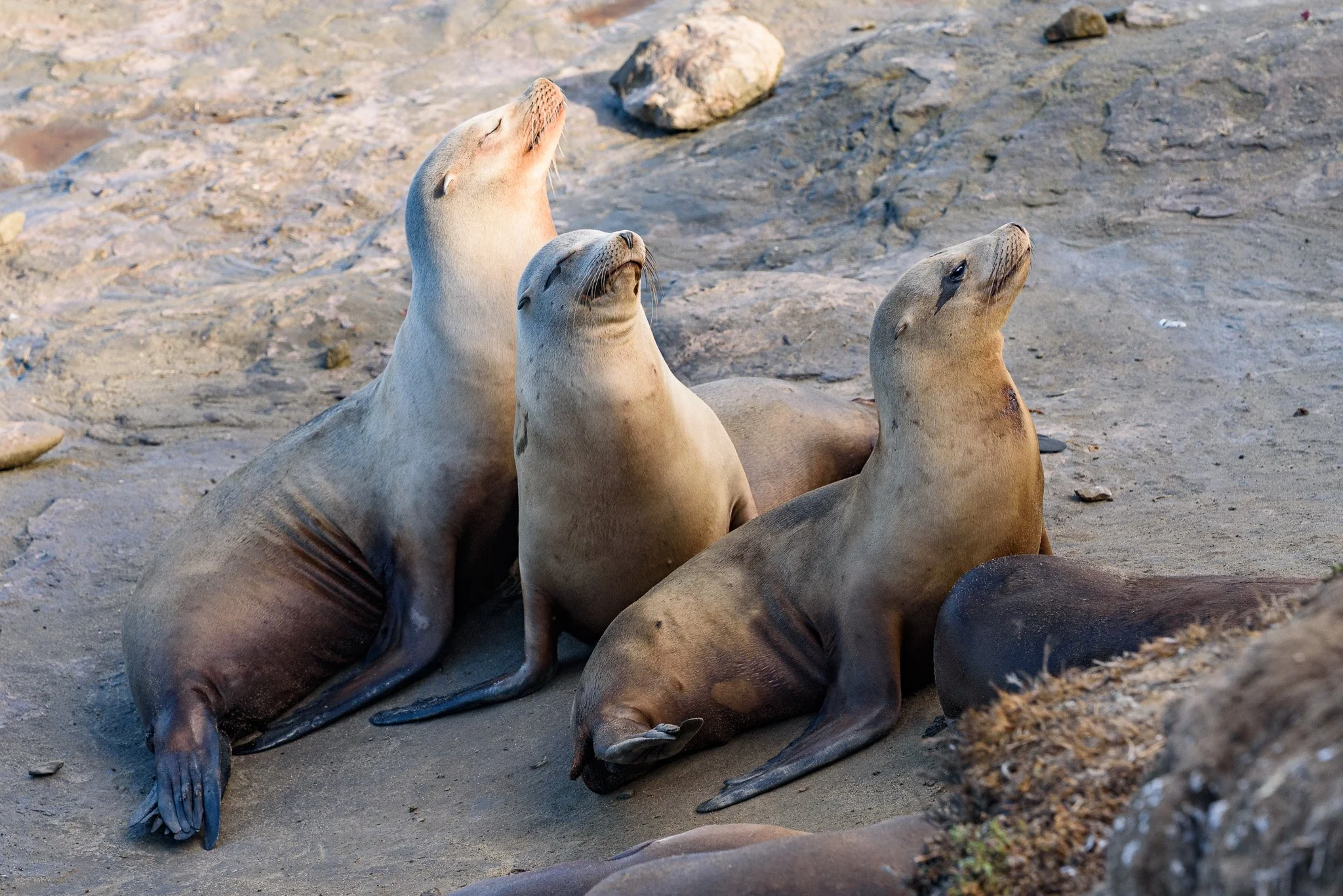 LaJollaCATrip_2025-10-23_11-08-49_WRW_4432_©Rafi Wilkinson2025.jpg