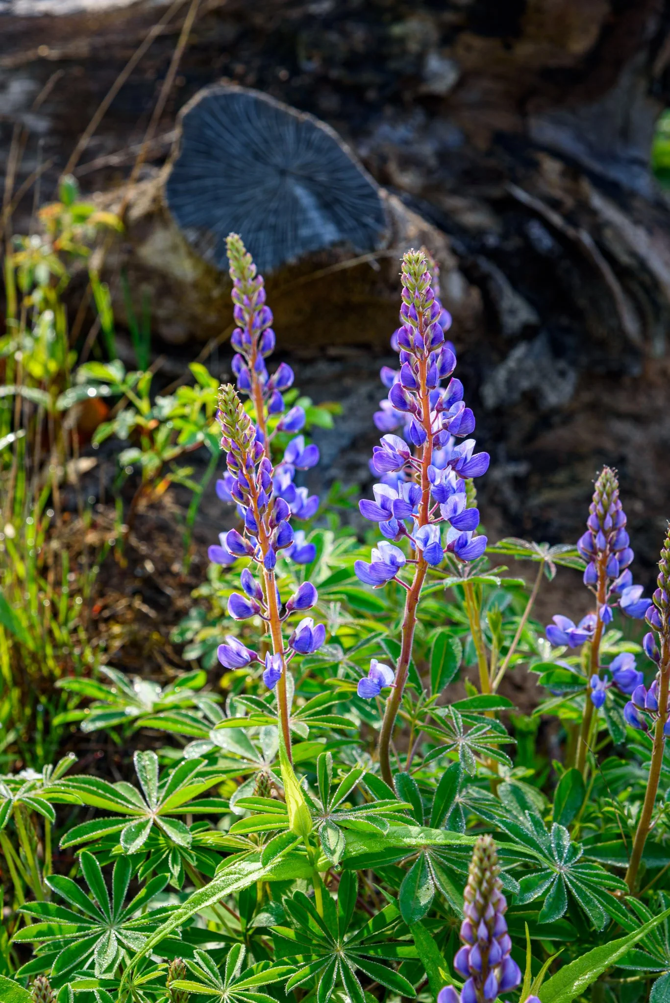 LupinesMillerWoods_2024-05-04_08-06-18_WRW_2271_©Rafi WIlkinson2023.jpg