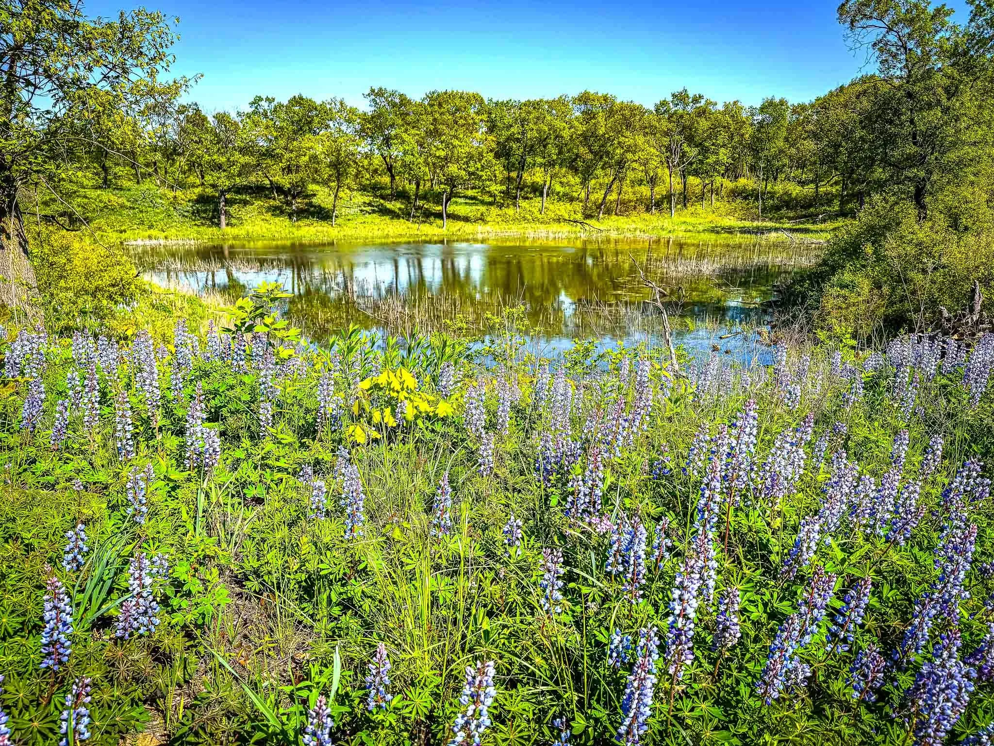 LupinesMIllerWoods_2024-05-11_15-53-27_Lupines - 2_©Rafi Wilkinson2024-2.jpg