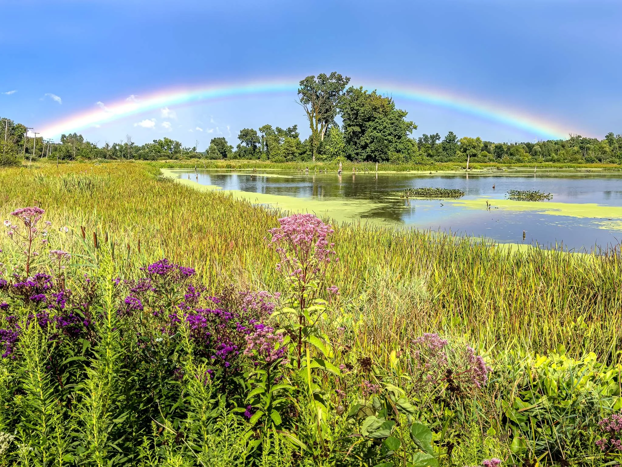 RainbowGreatMarsh_2023-08-14_16-33-02_IMG_1960_©Rafi WIlkinson2023.jpg