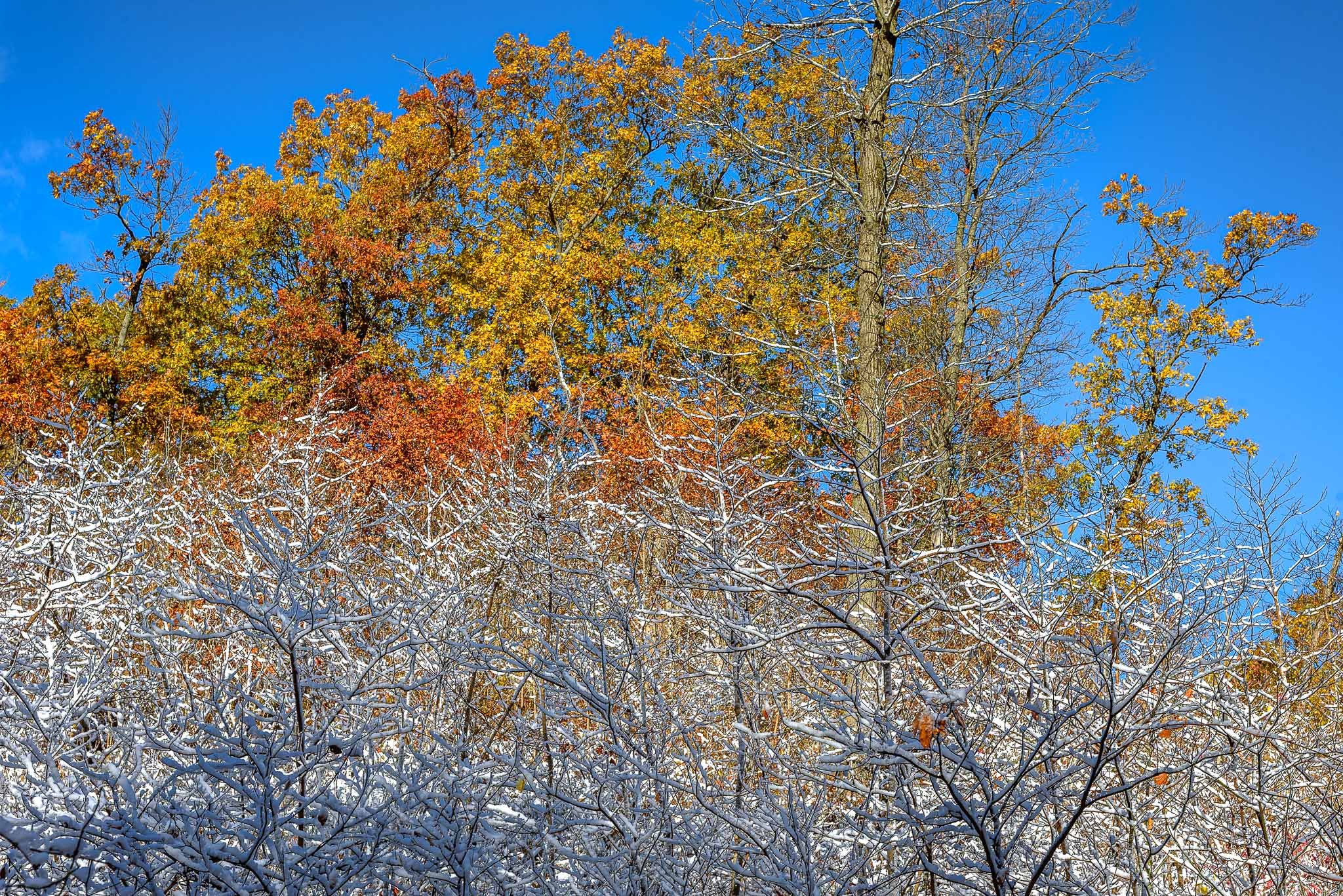 OctoberSnow_2025-11-10_10-23-48_WRW_4694_©Rafi Wilkinson2025.jpg
