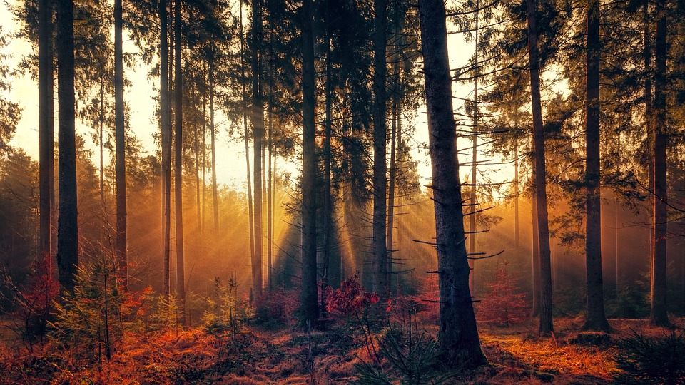forest.jpg