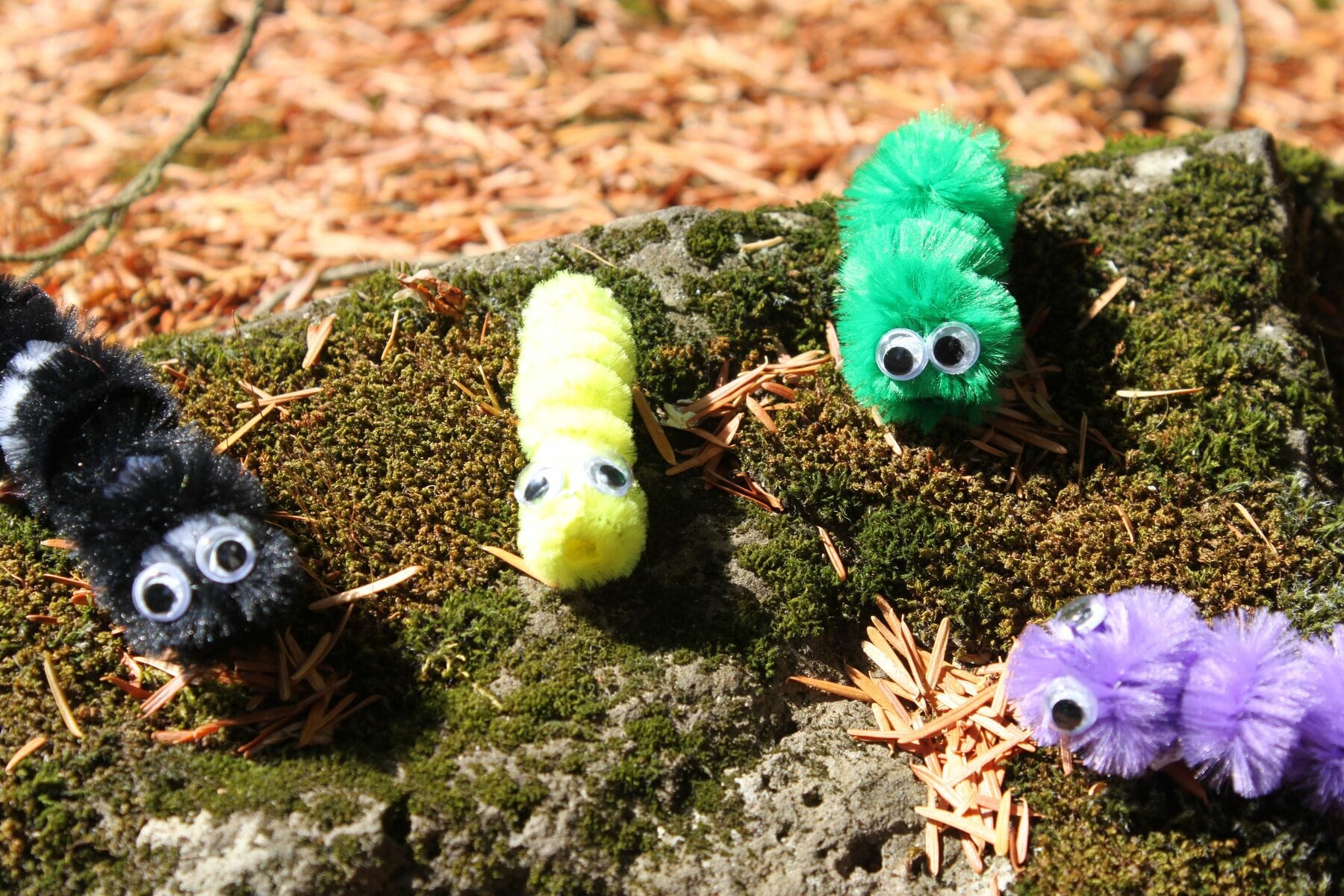 Pipe Cleaner Caterpillars (Craft from June 8 2019)