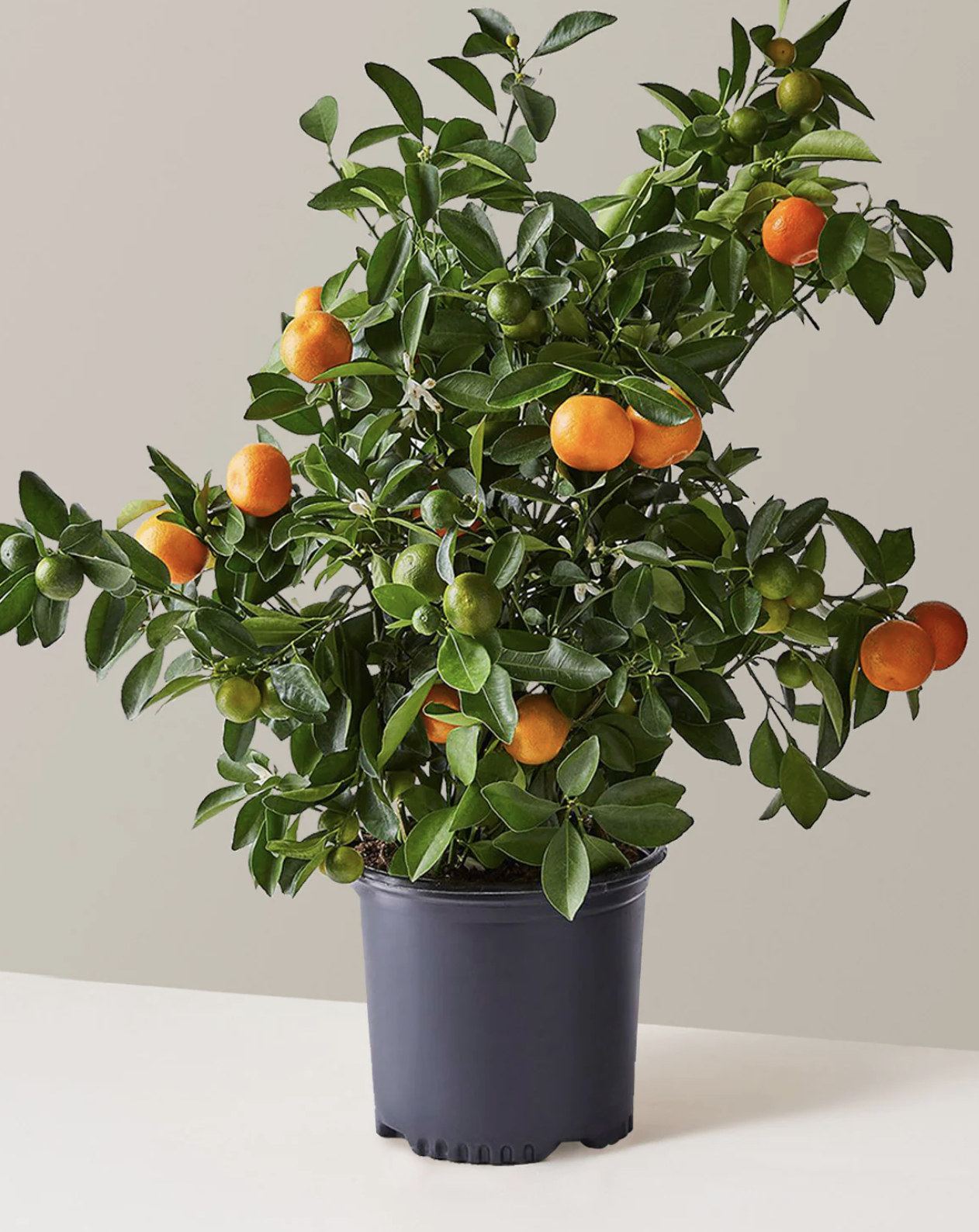 Calamansi Indoor Tree, $78