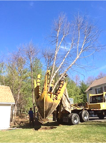 Tree Transplant