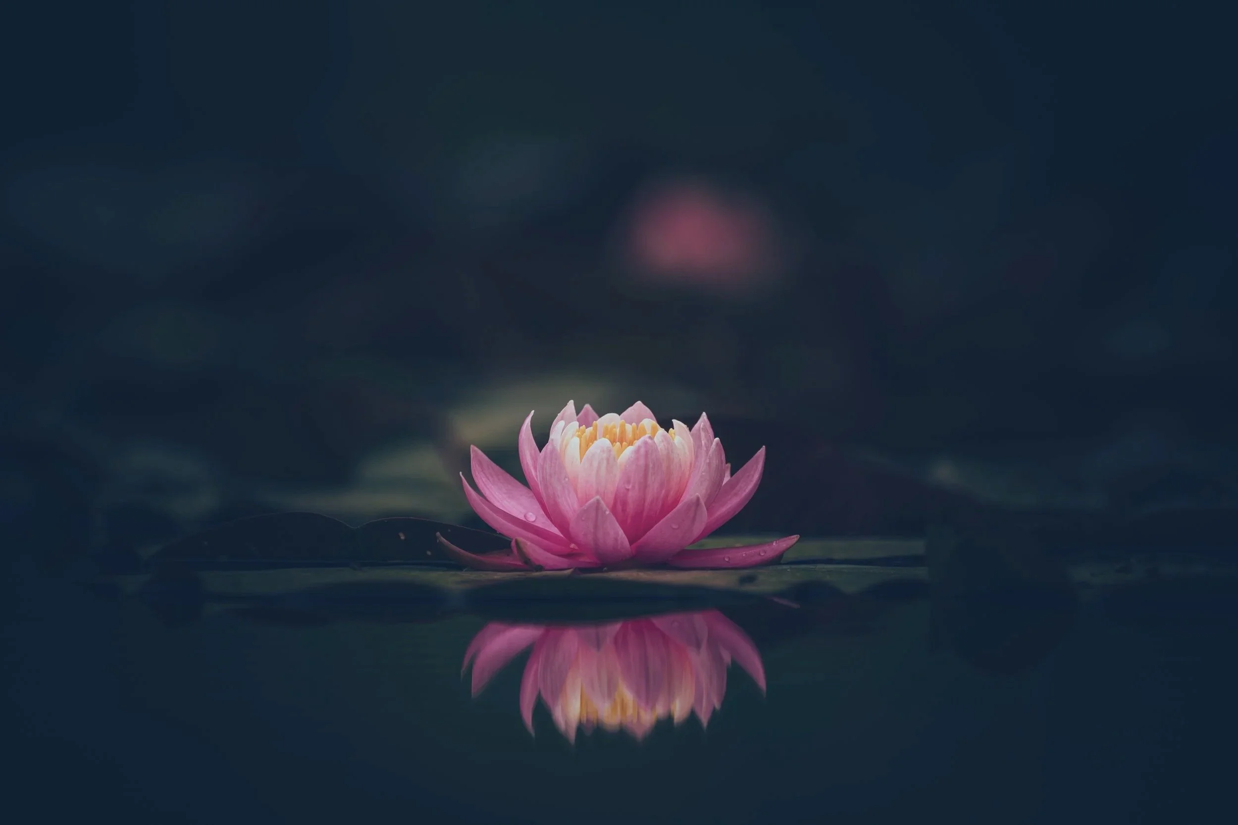 lotus.jpg
