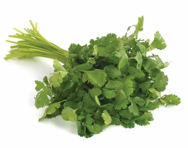 Cilantro.jpeg