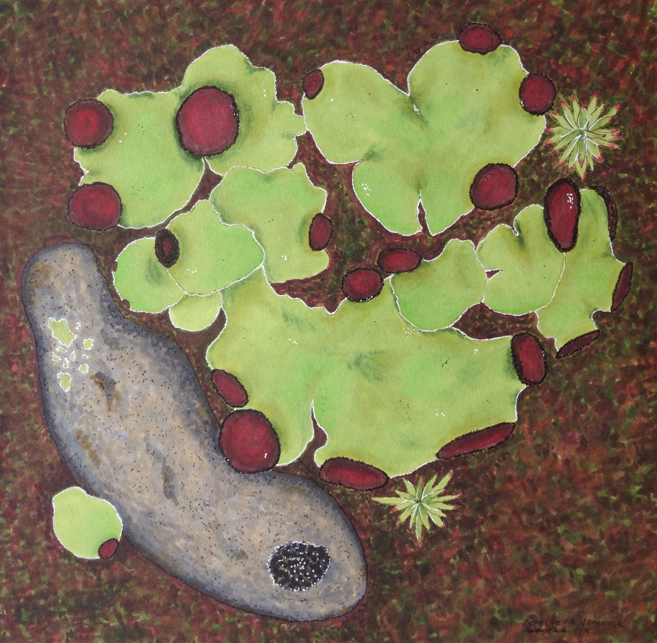 Durham_art_Peltigera_venosa.jpg