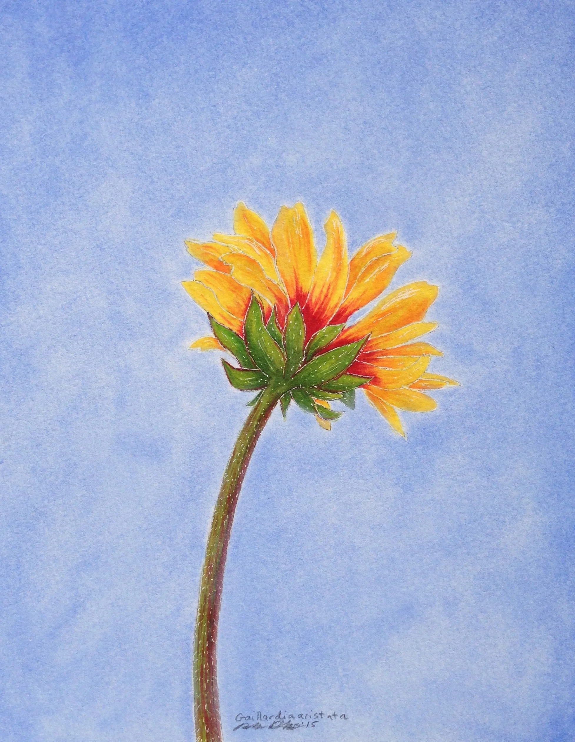 Blanketflower.jpg