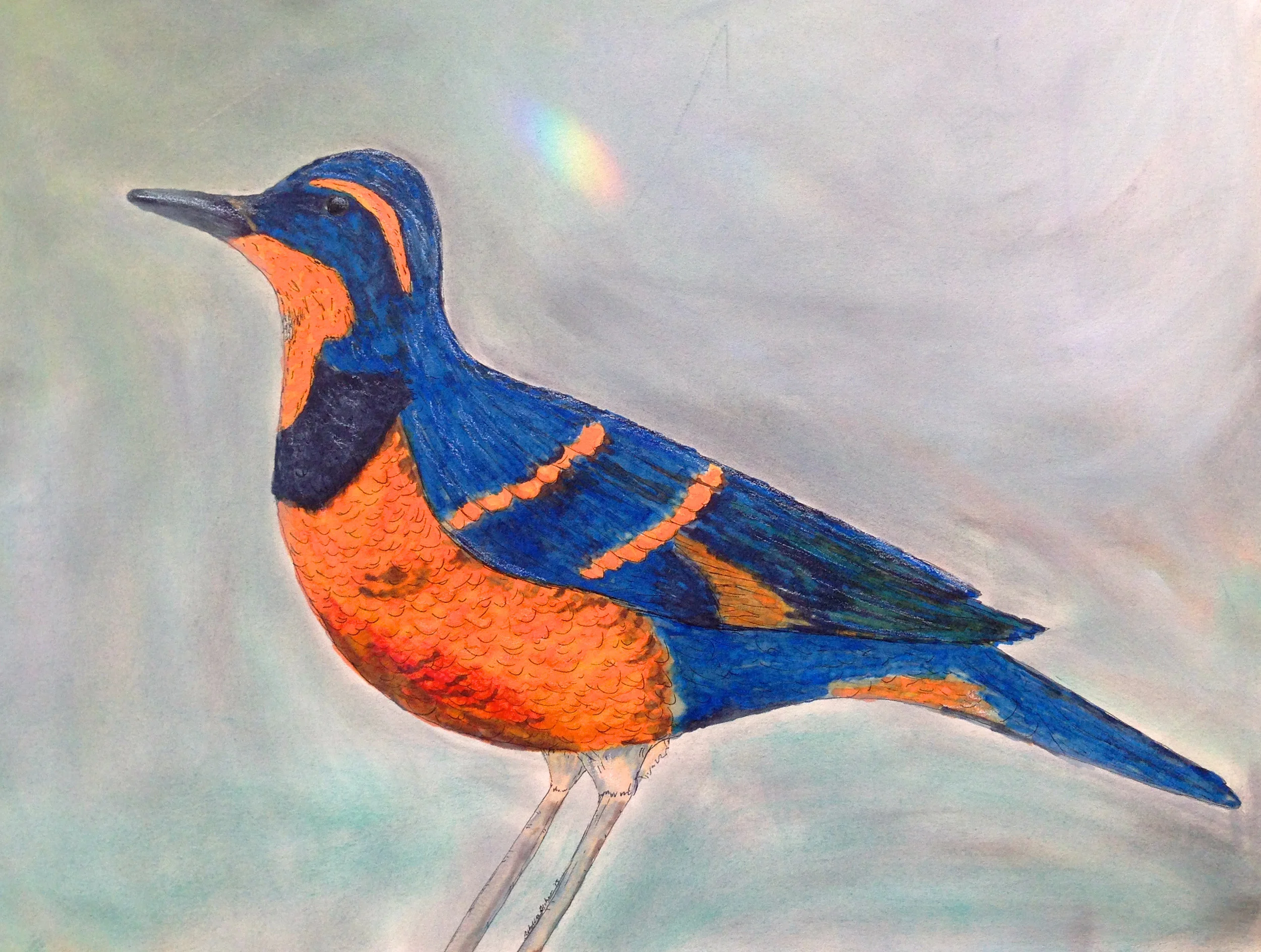 thrush.jpg