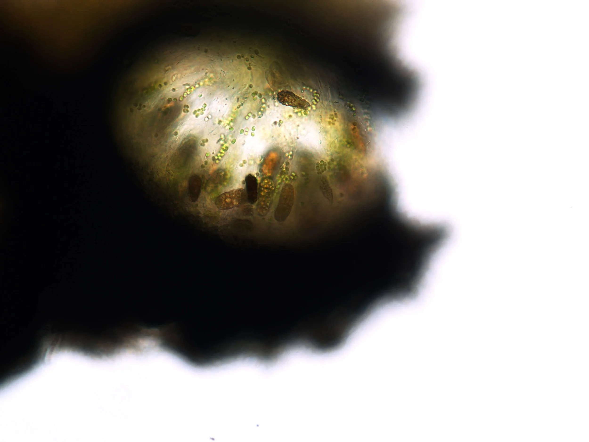 endocarpon 11 032015.jpg