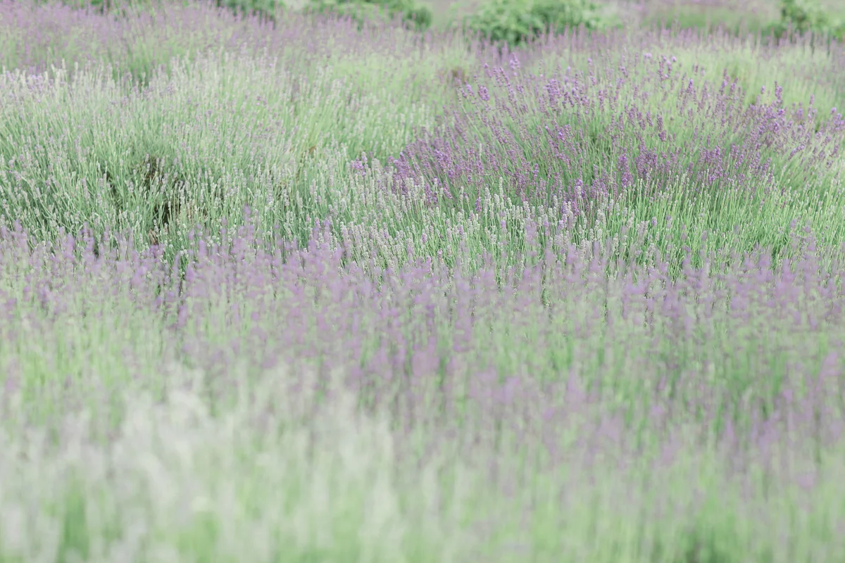 Lavender & Flutter - Anzhelika Gekkelman Photography-44.jpg