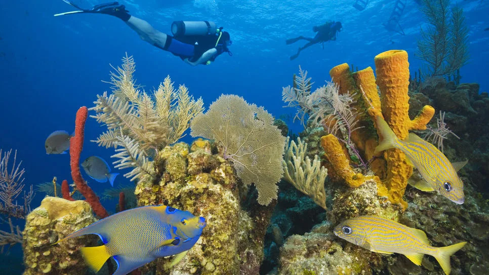 belize-coral-reef.jpg