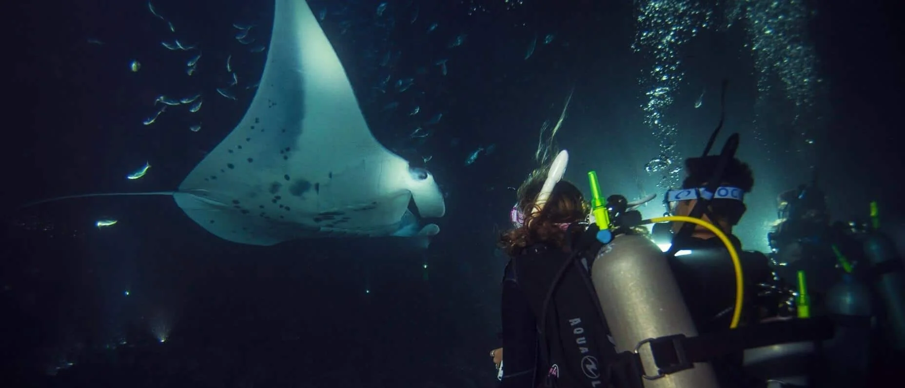night-diver_large.jpg