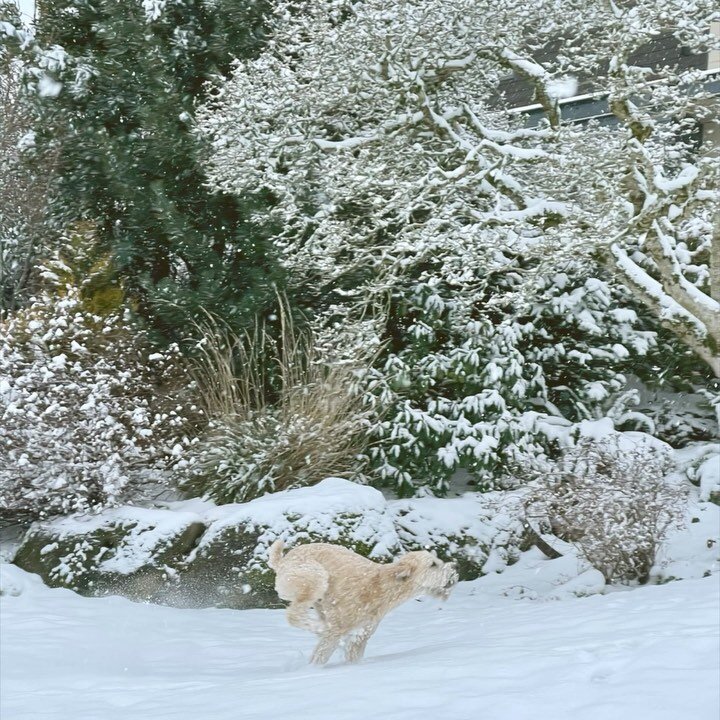 European Style Pastries and Great Coffee in Bellingham, WA