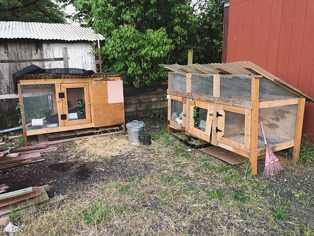 My rabbit farm three months in.  It&rsquo;s amazing how much they eat and grow.  Just put their manure all over the garden. 🐇🐇🐇🐰🐰🐰🐰🐰🐰🐰🐰🐰🐰🐰🐰🐰🐰🐰🐰🐰🐰🐰🐰🐰💕💕💕