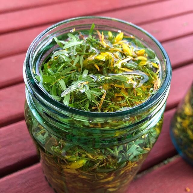 St. John&rsquo;s wort tincture from my yard. 🙂☀️